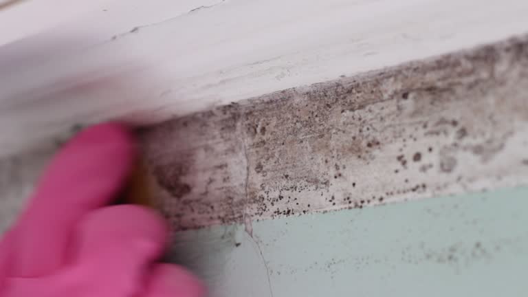 Asbestos and Lead Testing During Mold Inspection in El Dorado Springs, MO